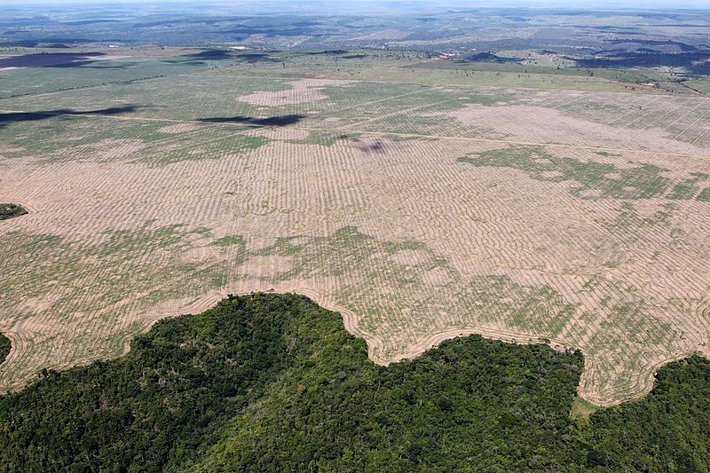 Amnesty International вырубка лесов в Амазонии